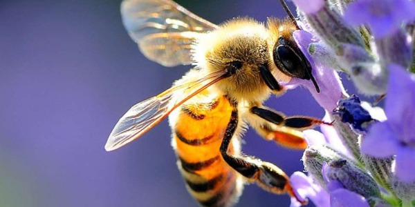 World Bee Day - What would happen if the bees disappeared?